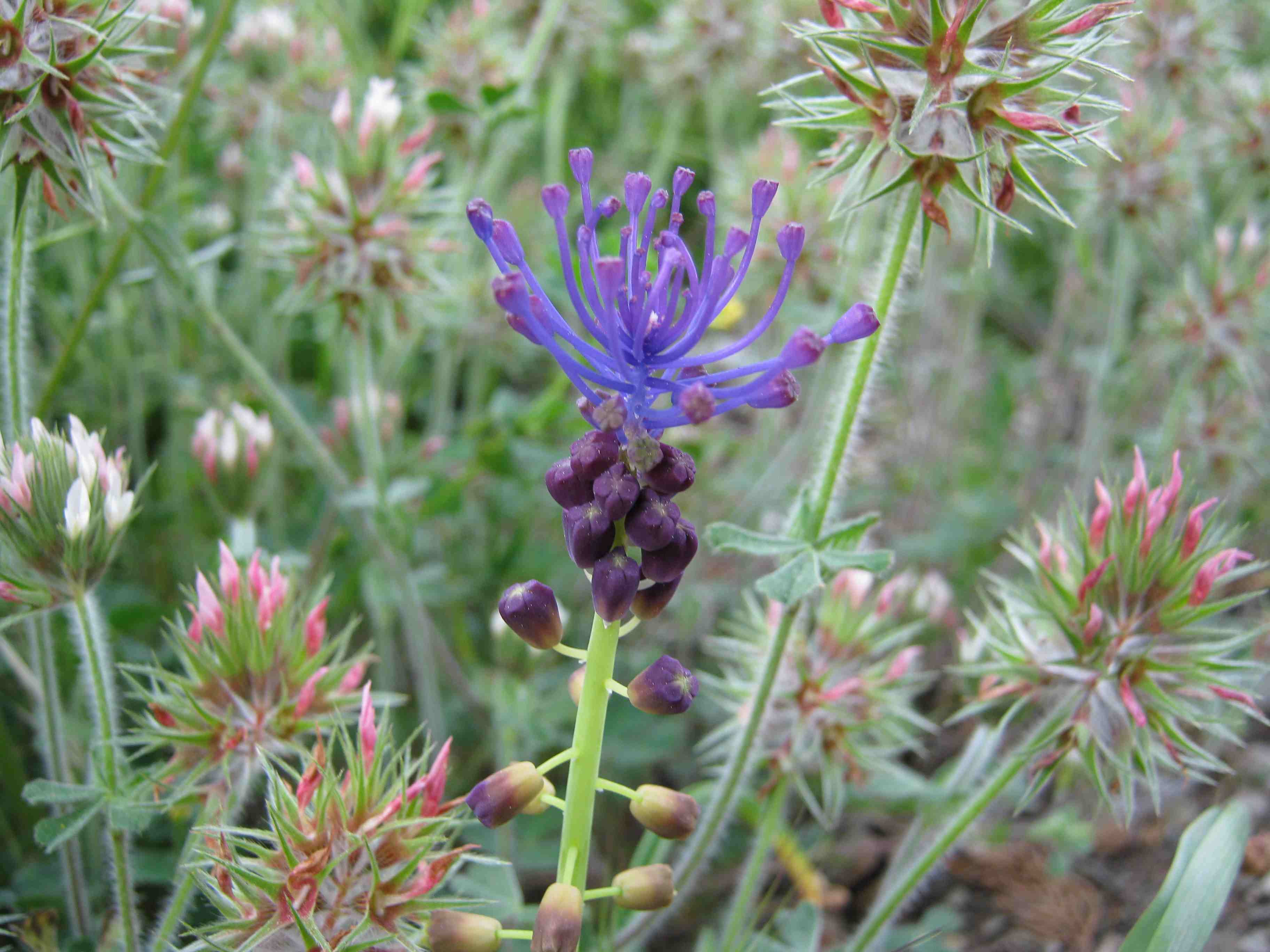 Muscari comosum